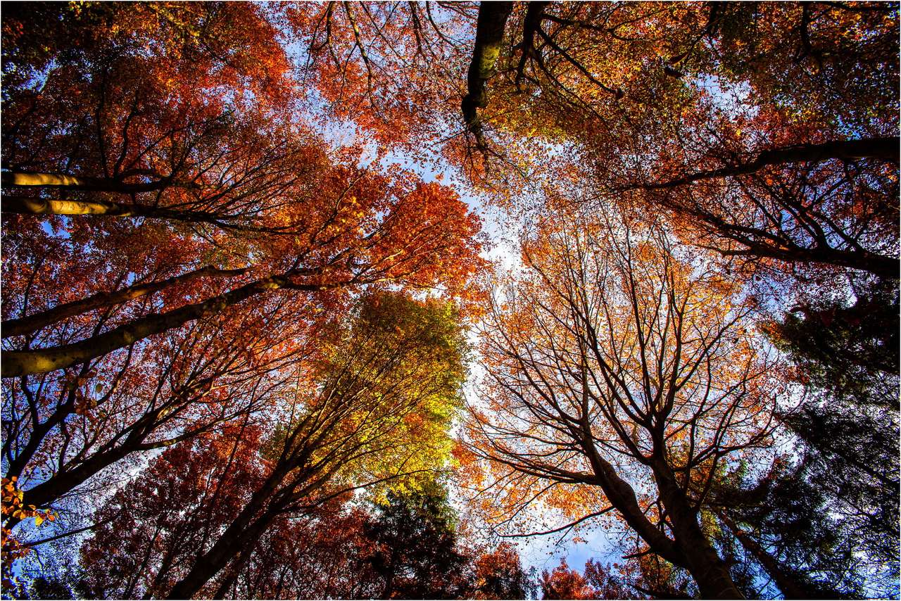 őszi fák kirakós online