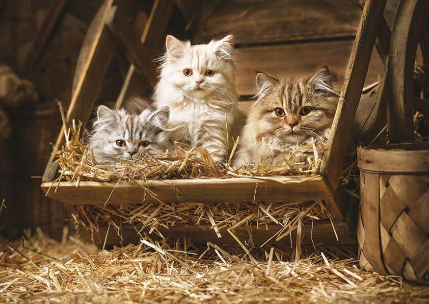 Tre små kattungar Pussel online