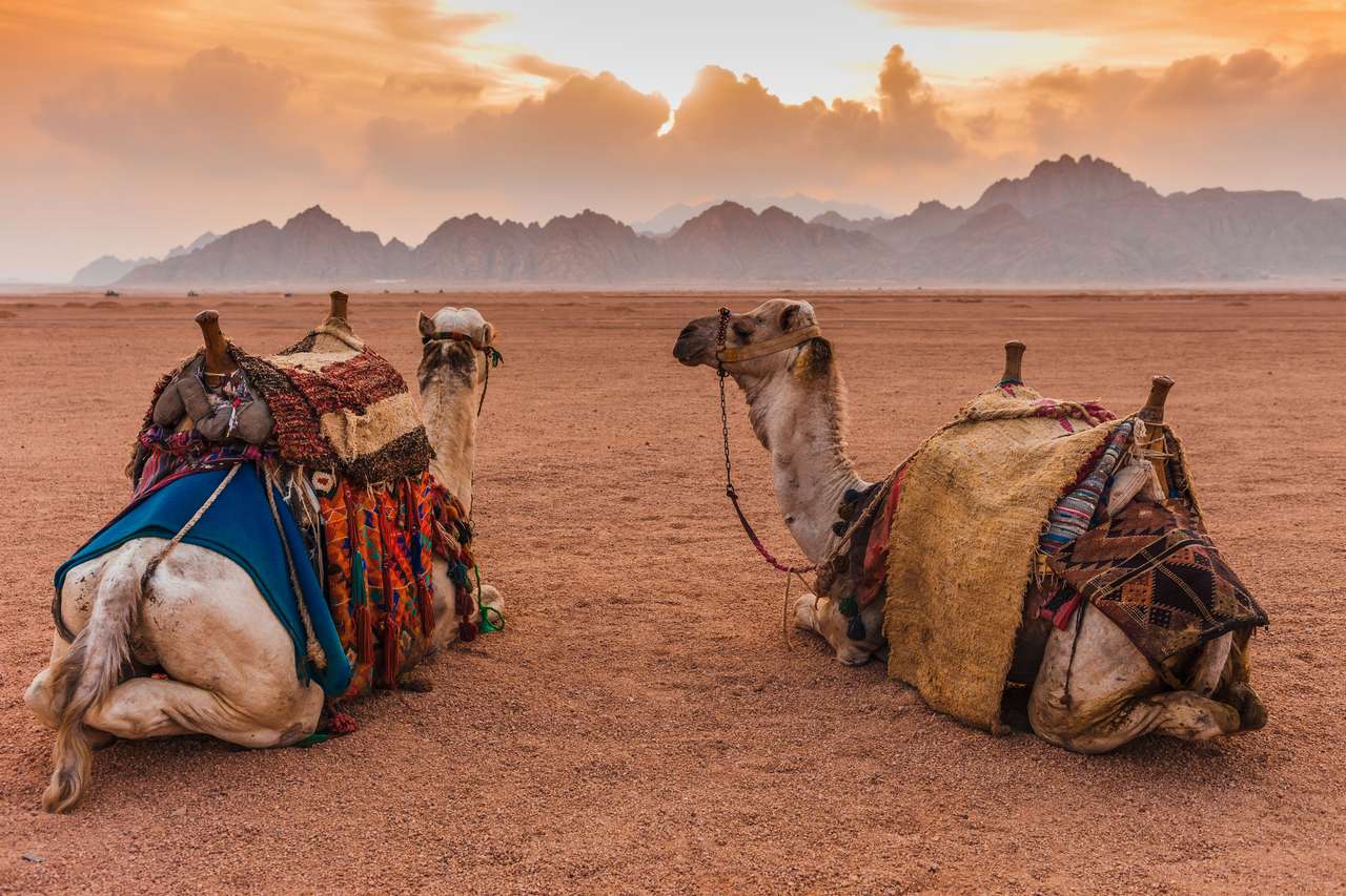Due cammelli nel deserto del Sinai, Sharm el Sheikh puzzle online