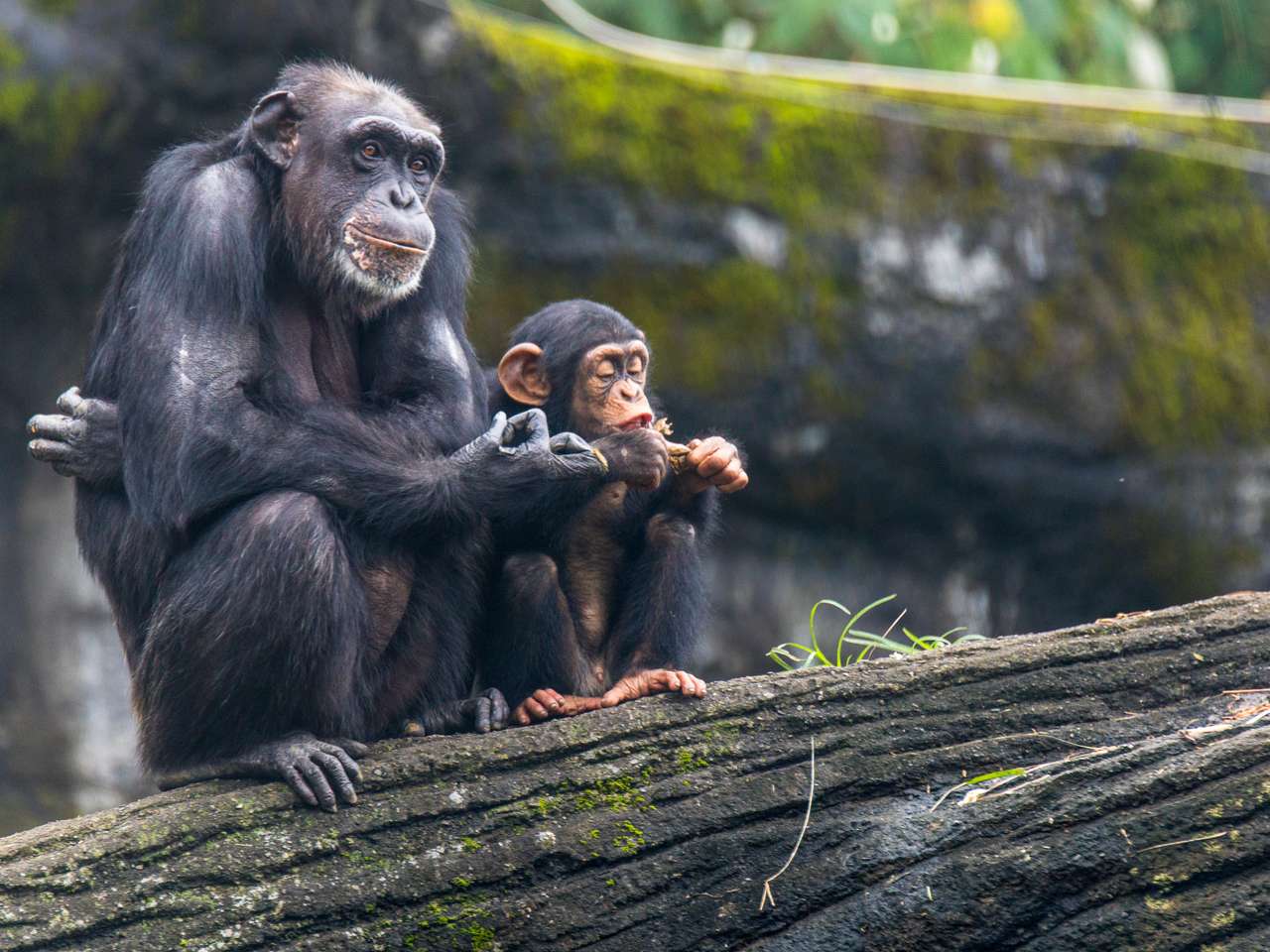 šimpanzi sedící na stromě online puzzle