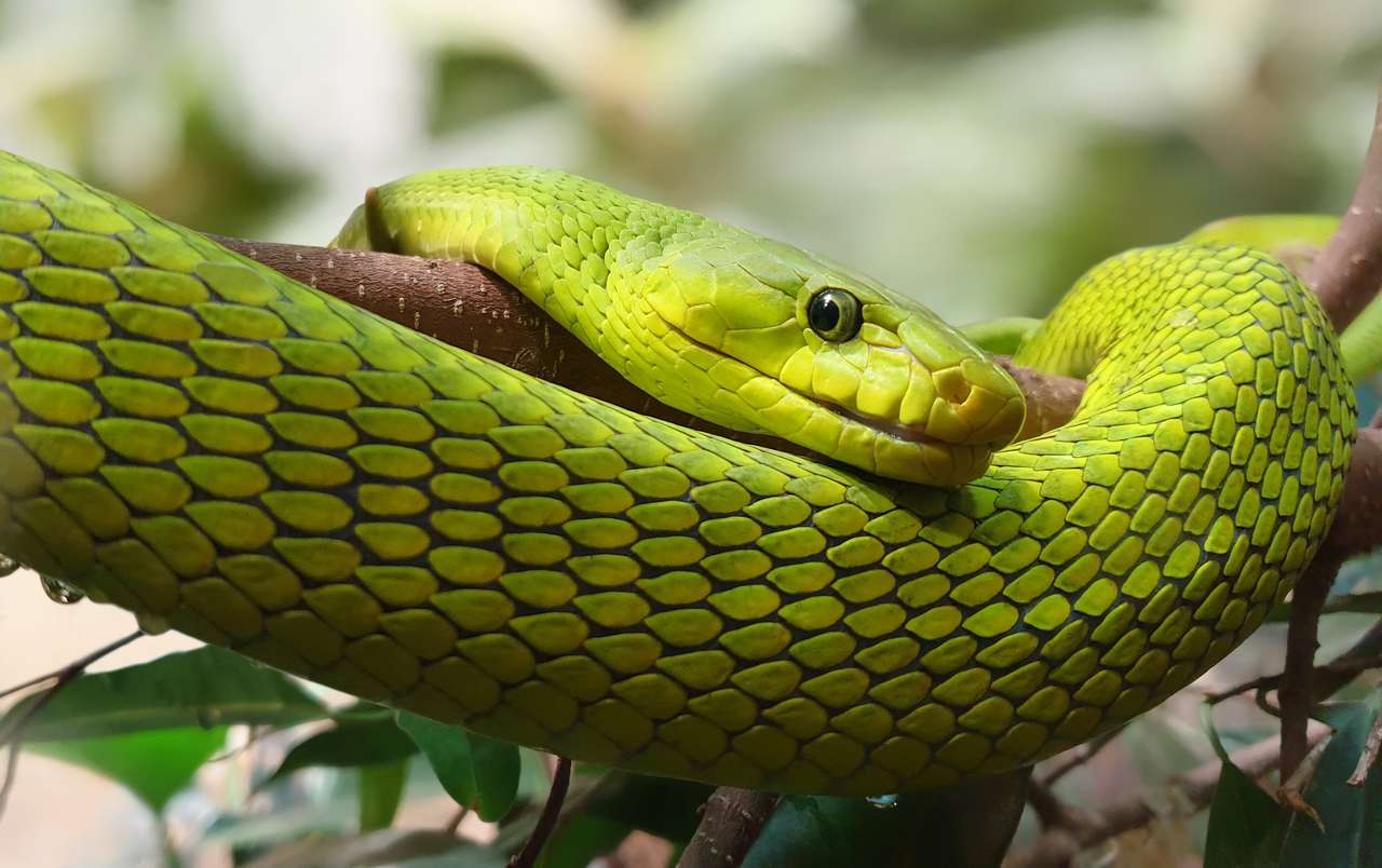 Oosterse Groene Mamba - Dendroaspis angusticeps legpuzzel online