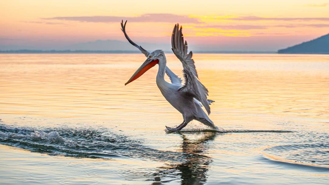 vit pelikan på vattendrag under dagtid Pussel online