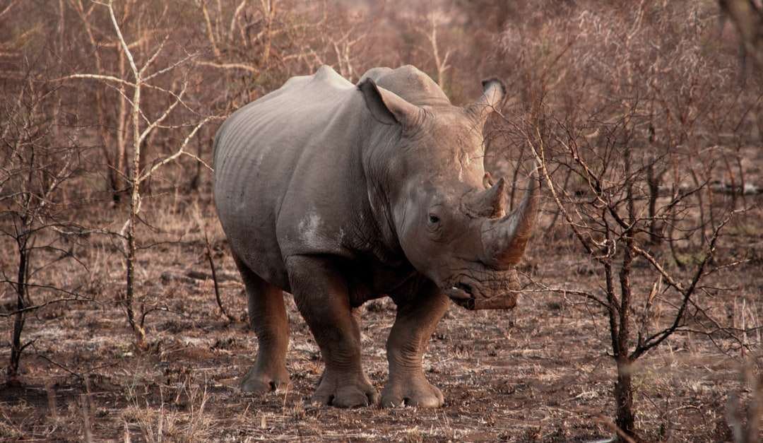 šedý nosorožec uprostřed hnědých holých keřů skládačky online