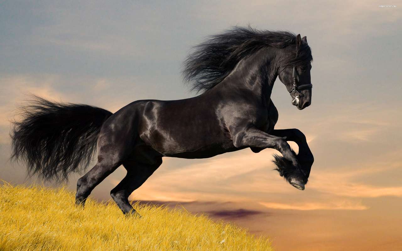 Svarta hästar Pussel online