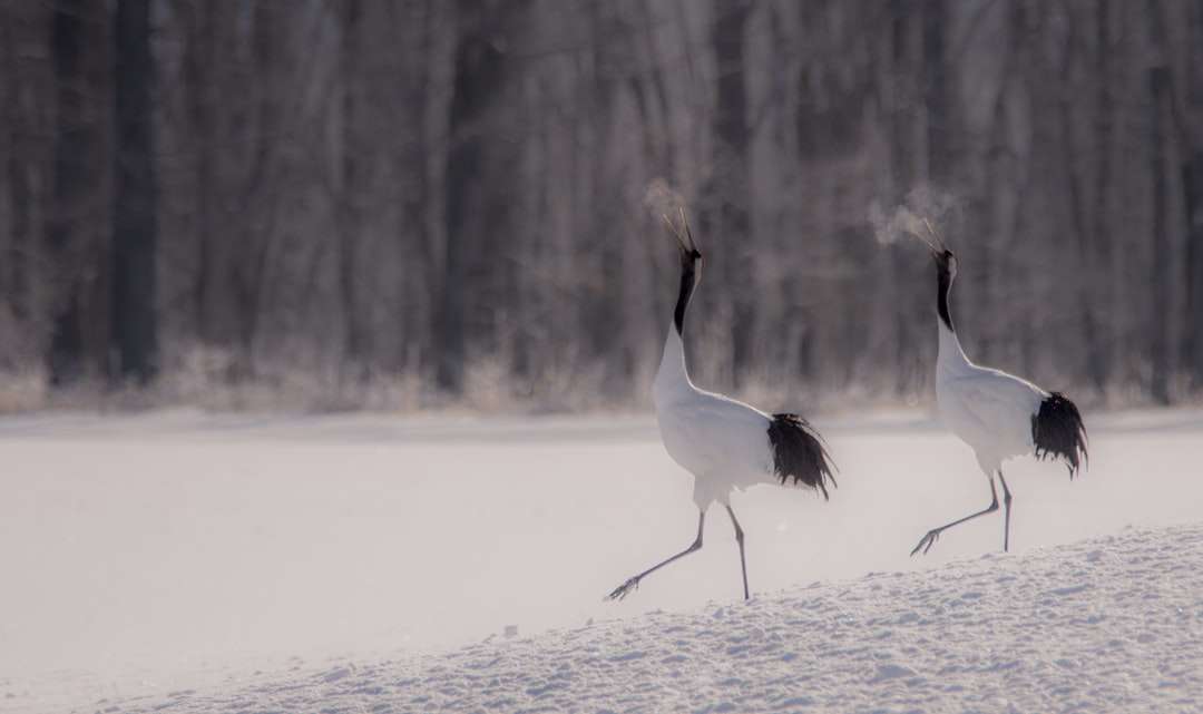 fehér hosszú csőrű madár a vízen online puzzle