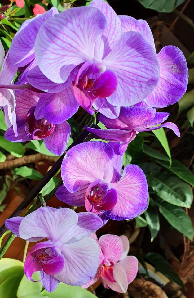 fialová orchidej skládačky online