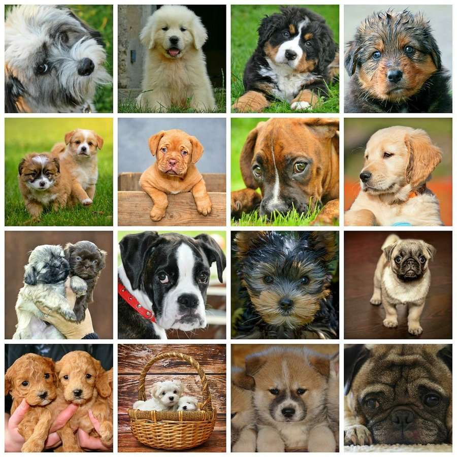 собачьи породы онлайн-пазл