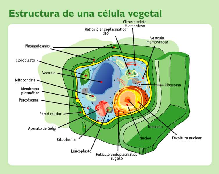 Cellula vegetale puzzle online