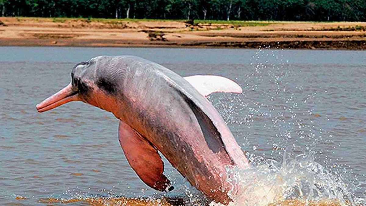 Рожевий дельфін онлайн пазл
