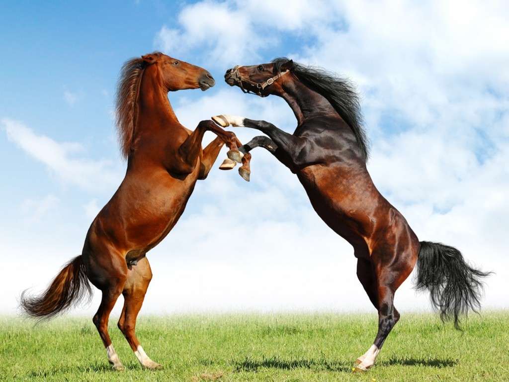 Dos caballos rompecabezas en línea