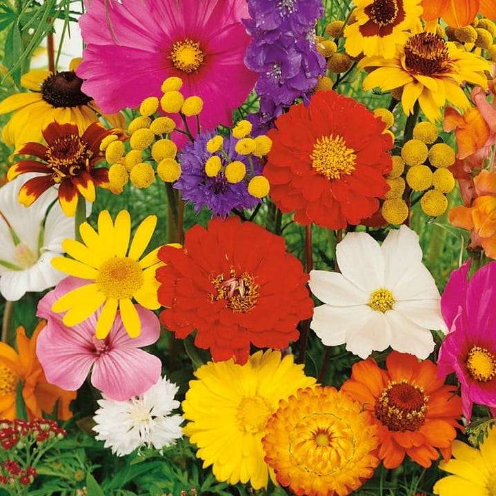 Καλοκαιρινά λουλούδια online παζλ