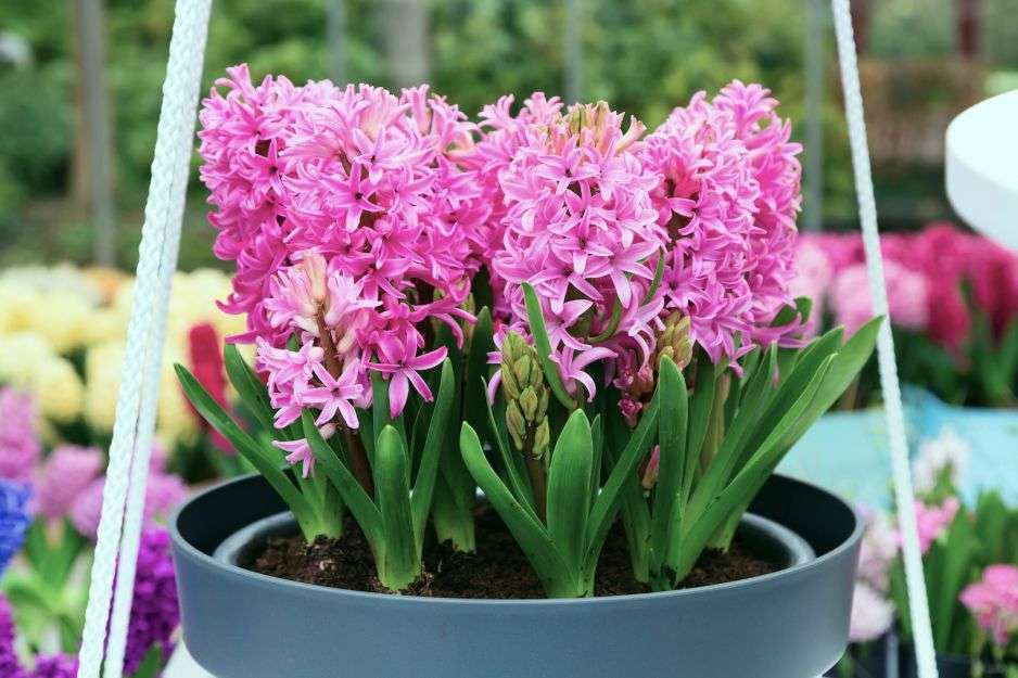 Roze hyacinten legpuzzel online