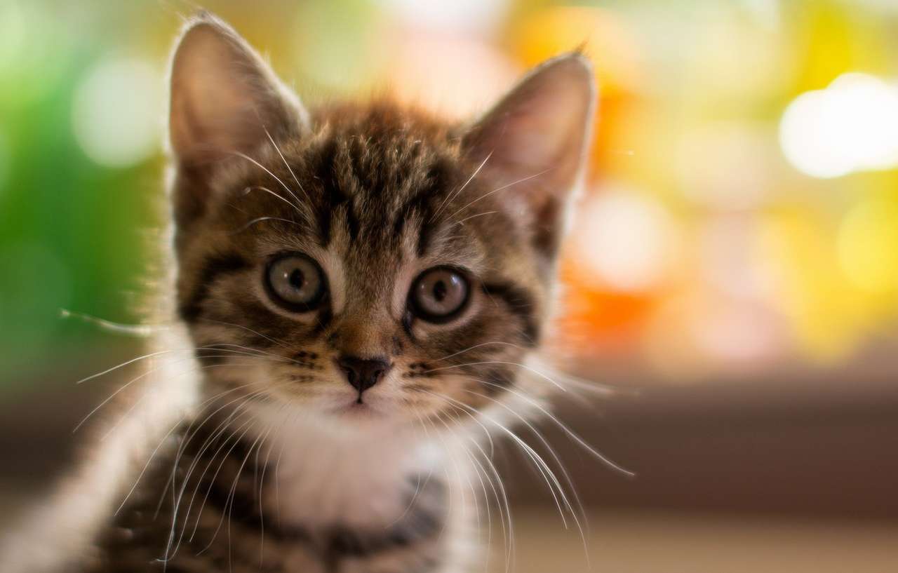 aranyos macska kirakós online