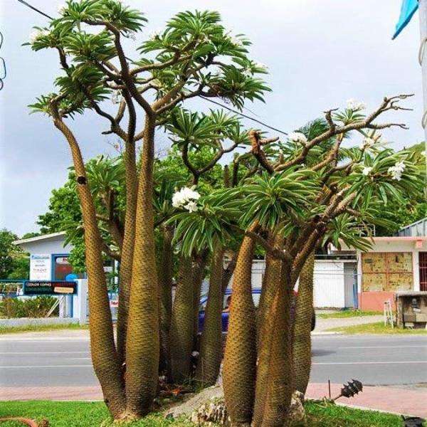 пальмові дерева пазл онлайн