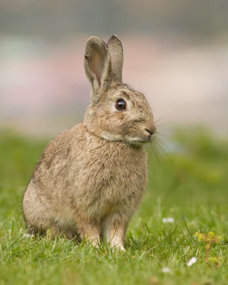 roztomilé králíky online puzzle