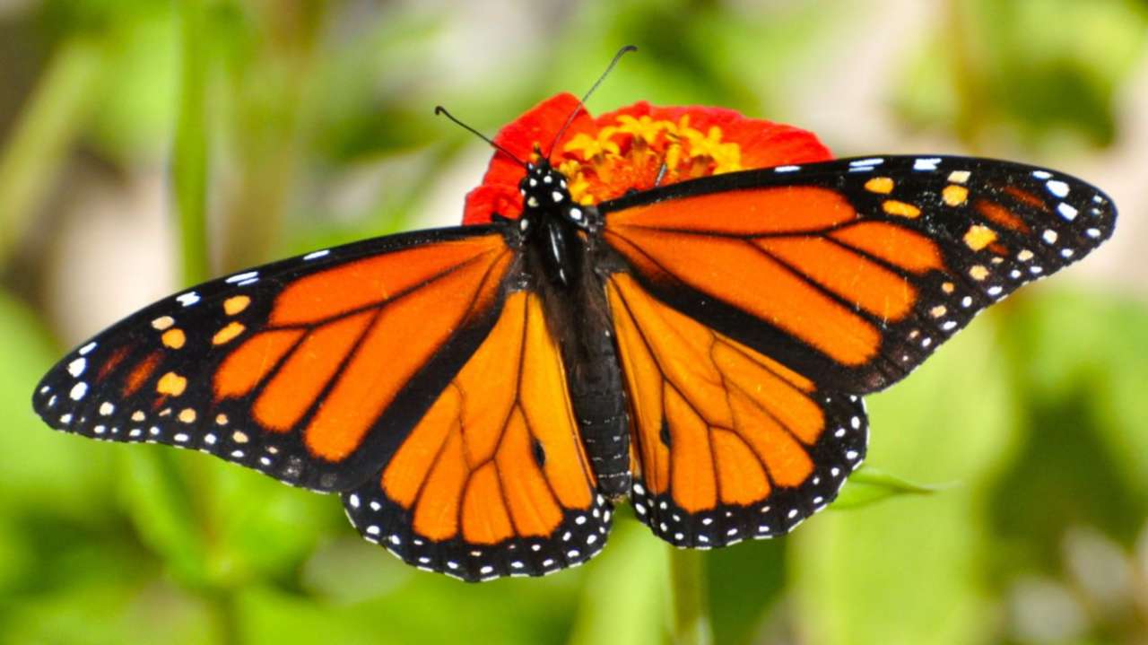 Una farfalla monarca puzzle online