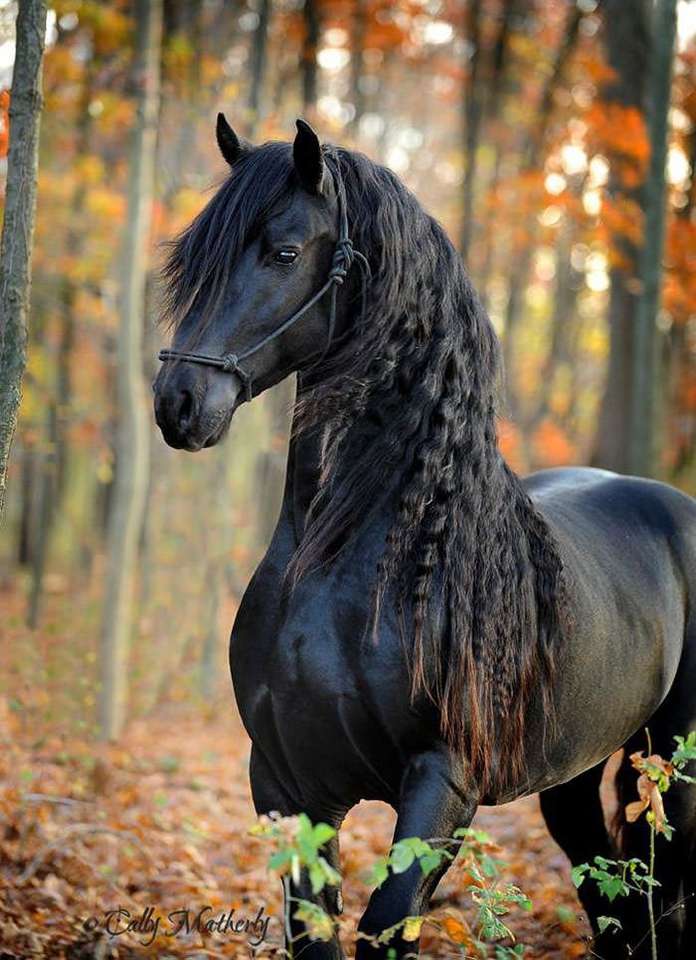 Fekete ló kirakós online