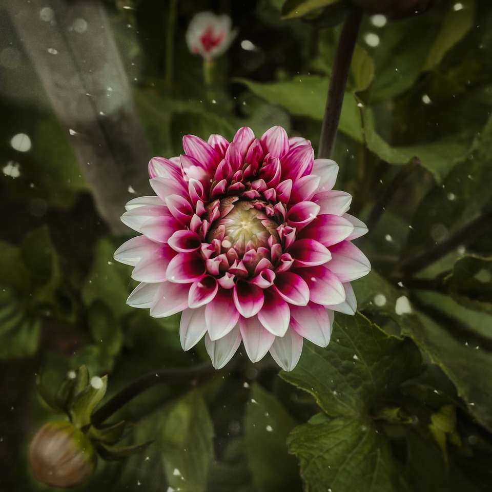 růžový a bílý květ v objektivu s posunem náklonu online puzzle