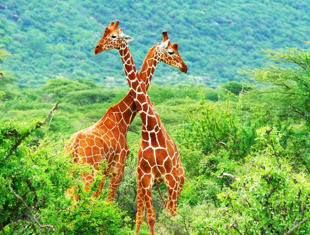 Twee giraffen online puzzel