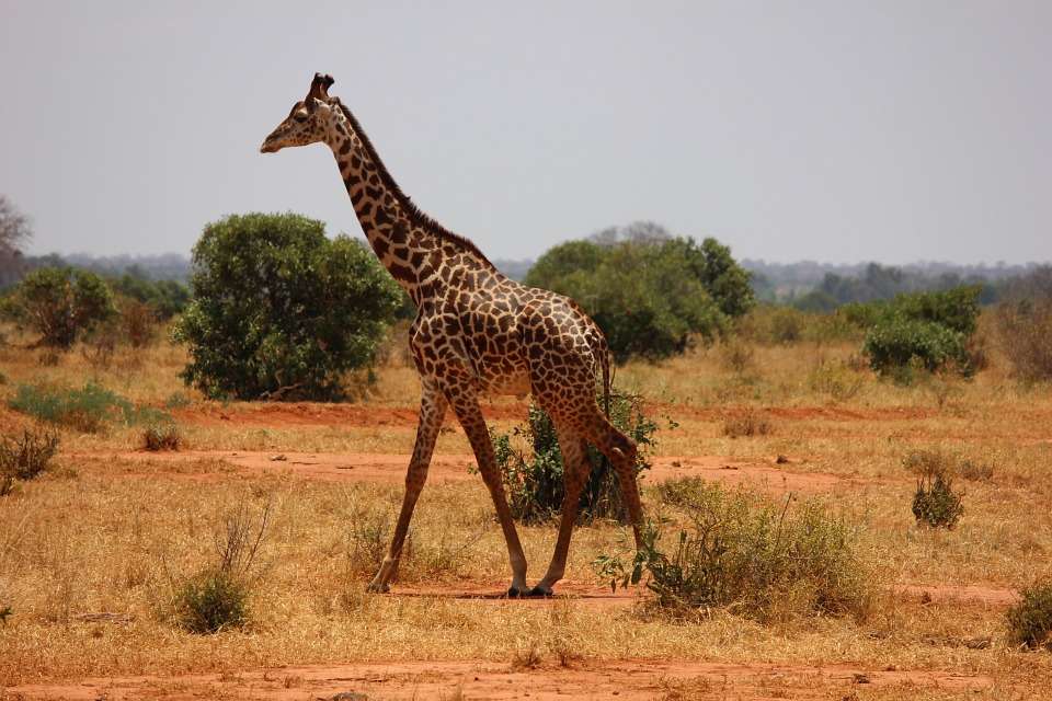 Giraff i savannen pussel på nätet