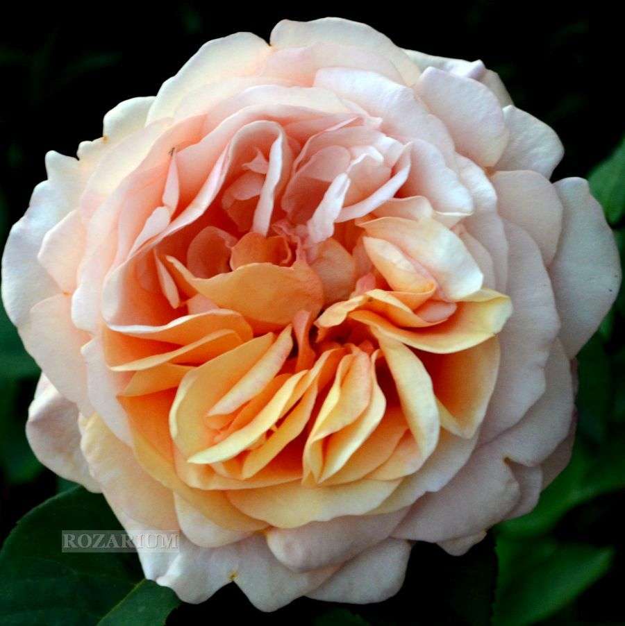 Rose flower online puzzle