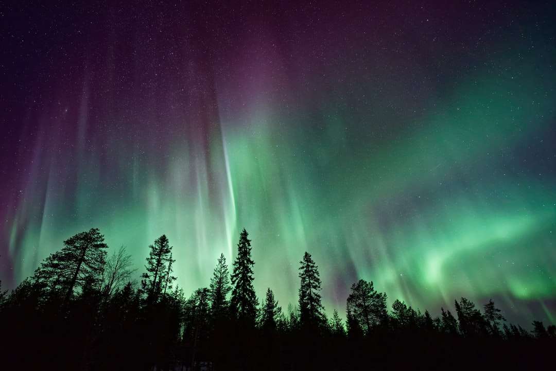 silhueta de árvores perto de Aurora Boreal à noite quebra-cabeças online