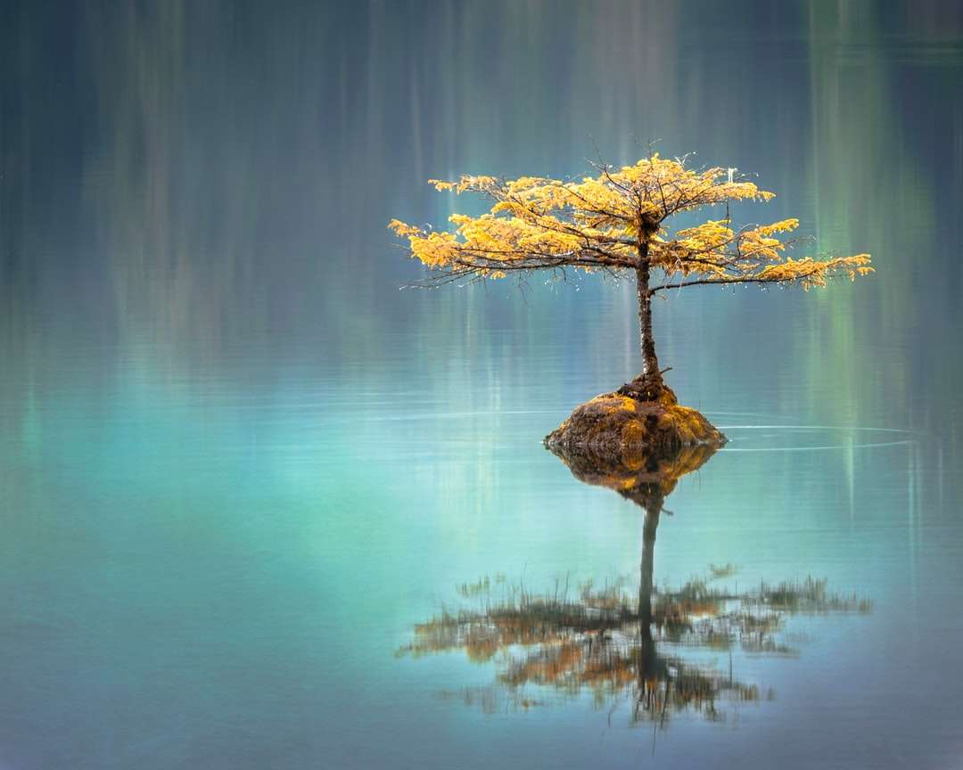 árvore de folha amarela entre corpo de água calmo durante o dia quebra-cabeças online
