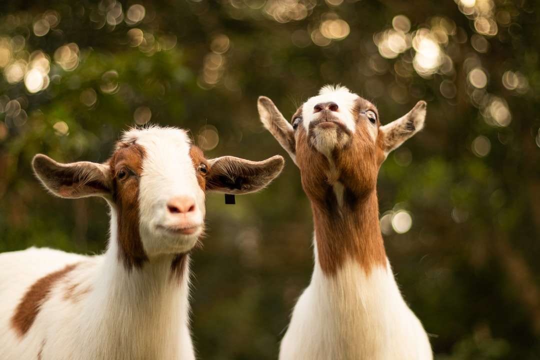 коричневые и белые козы онлайн-пазл