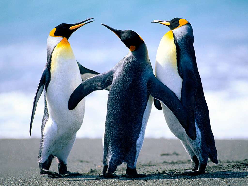 pinguins quebra-cabeças online