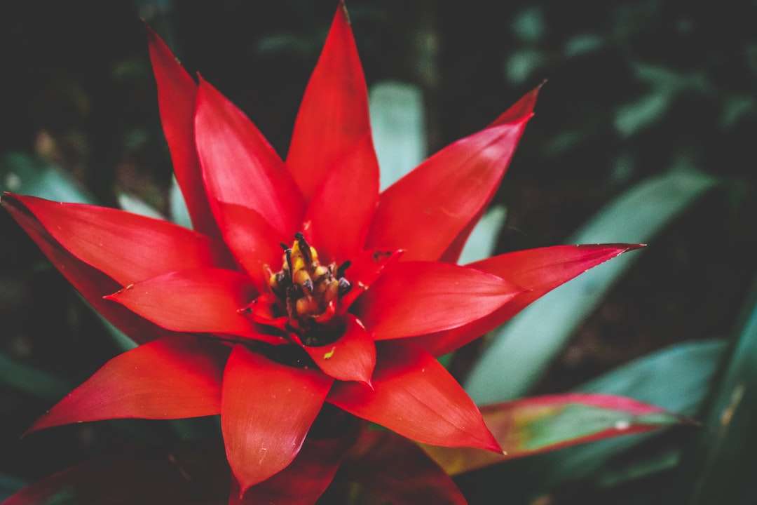 grunt fokusfotografering av röd blomma pussel på nätet