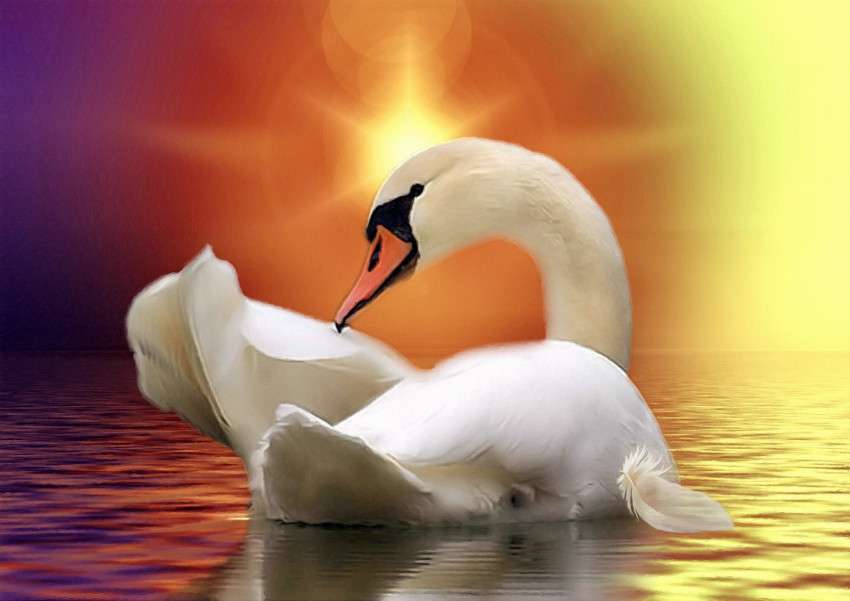 Swan on the water jigsaw puzzle online