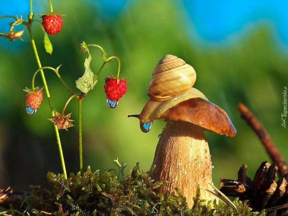 Snail on the mushroom online puzzle