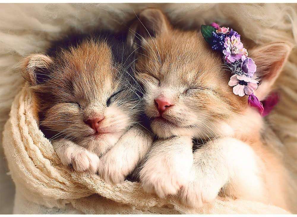 Γάτες που κοιμούνται παζλ online