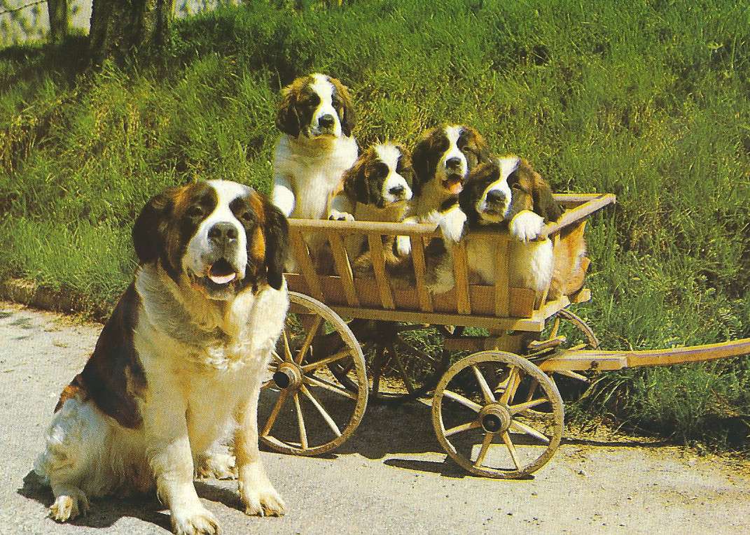 Szent Bernát kutyák online puzzle