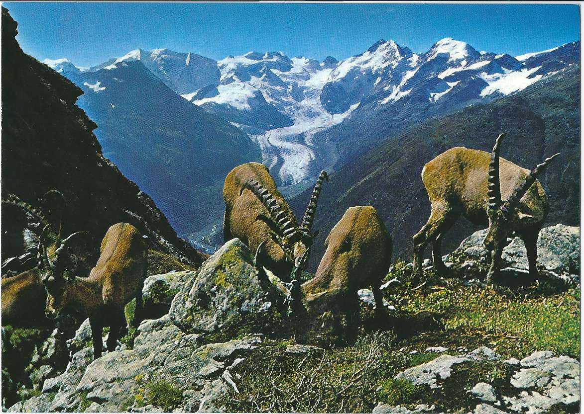 Alpesi ibex kirakós online