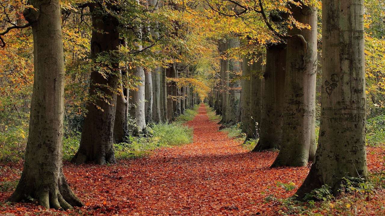 foresta d'autunno puzzle online