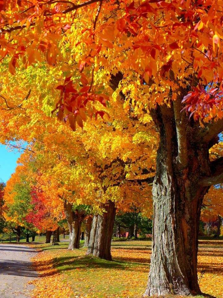 őszi fák online puzzle