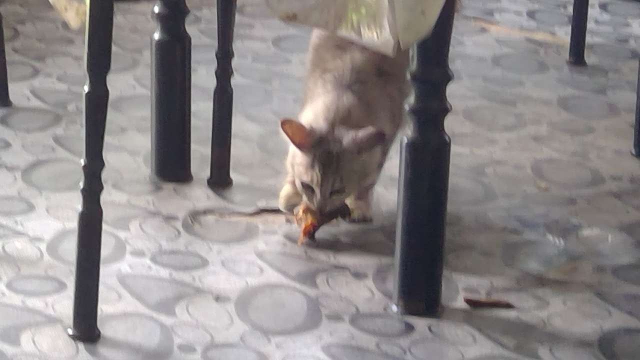 katten äter pussel på nätet