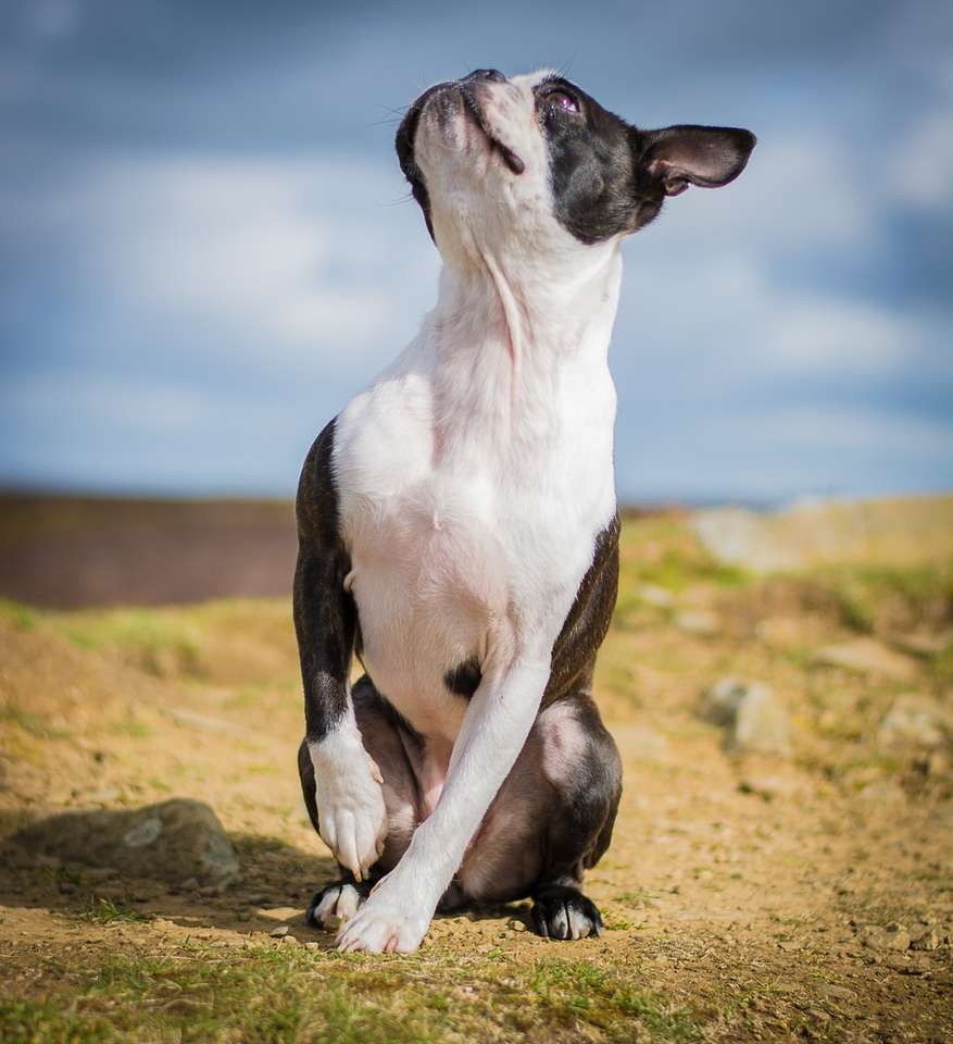черно-белая короткошерстная собака на коричневой земле пазл онлайн