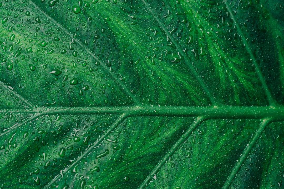 краплі води на зеленому листі онлайн пазл