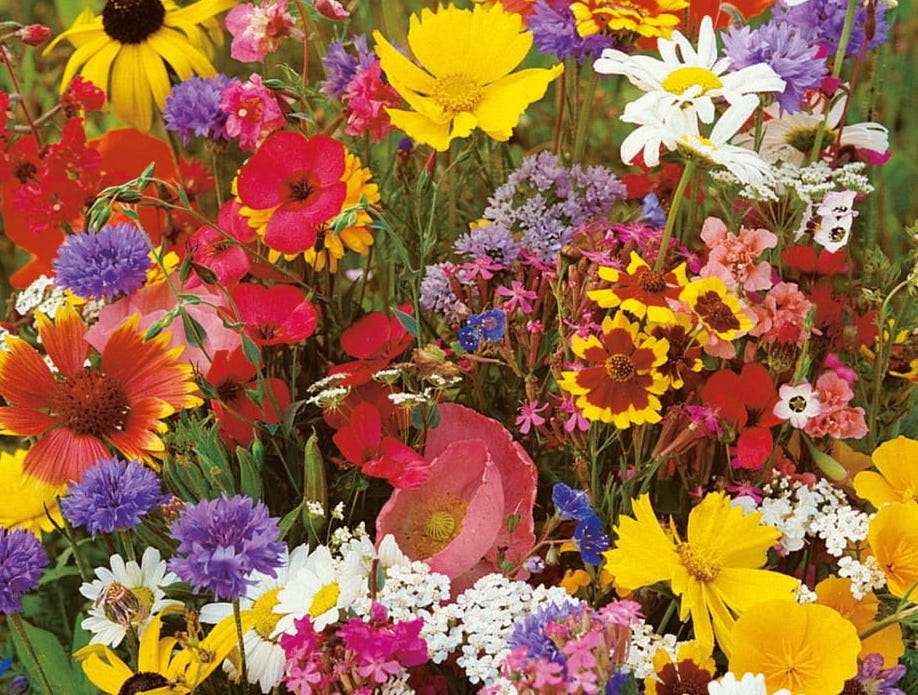 Divoké polní květiny skládačky online