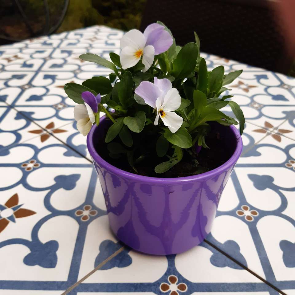 blygsam violett på trädgårdsbordet Pussel online