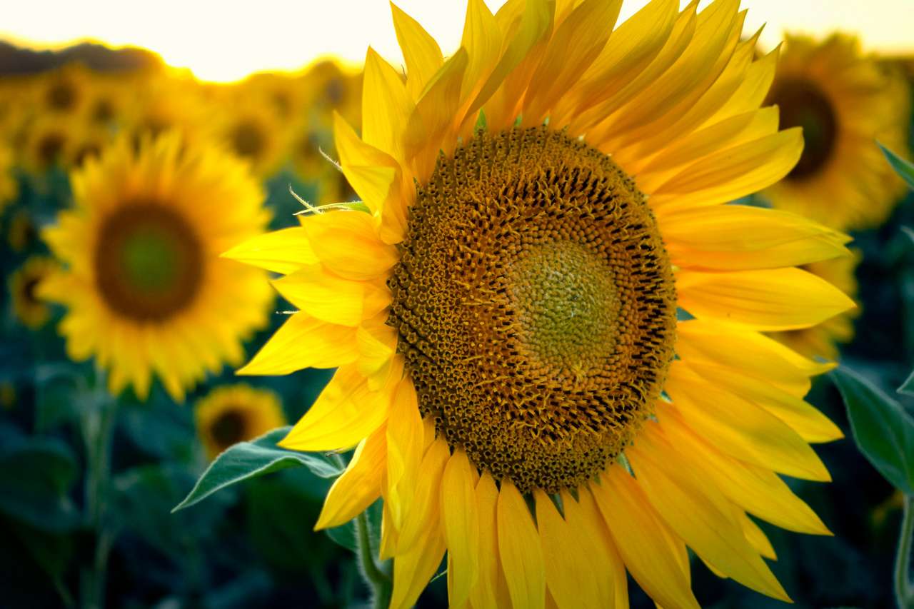 Поле от цъфтящи слънчогледи в ясен слънчев ден онлайн пъзел