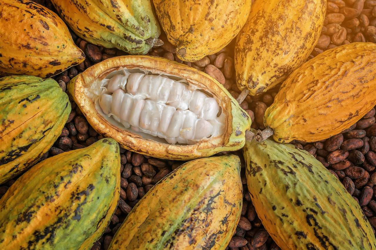 Cacaobonen en cacaovruchten. online puzzel