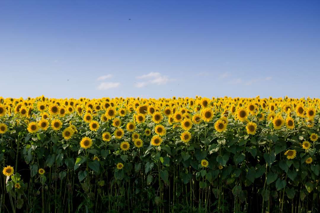 bílo-hnědé slunečnicové pole během dne skládačky online