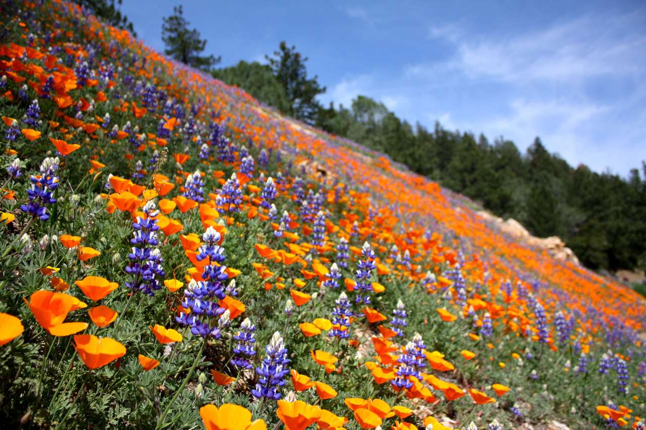 campo com flores puzzle online