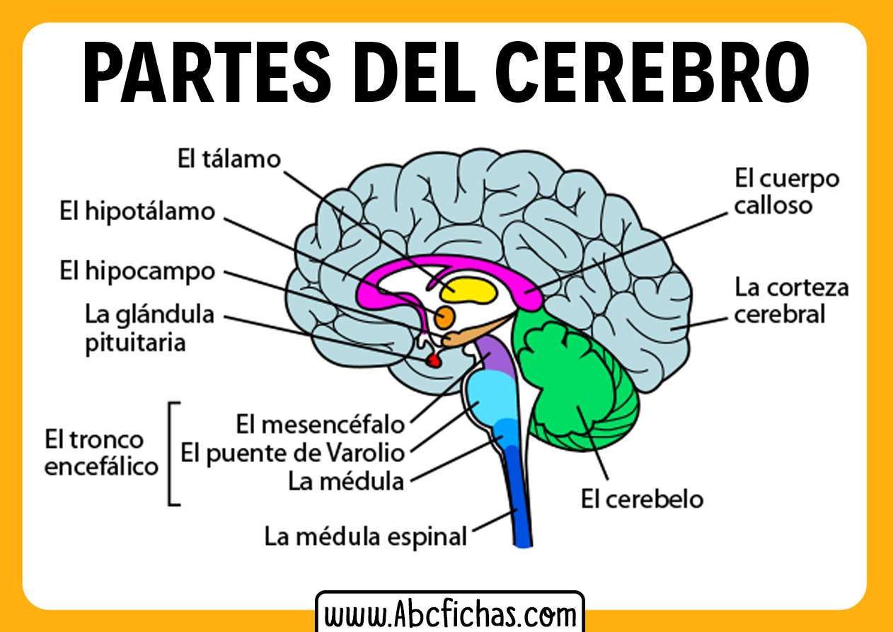 Brain h. Промежуточный мозг. Гипоталамус таламус гиппокамп. Таламус головного мозга. Промежуточный мозг анатомия.