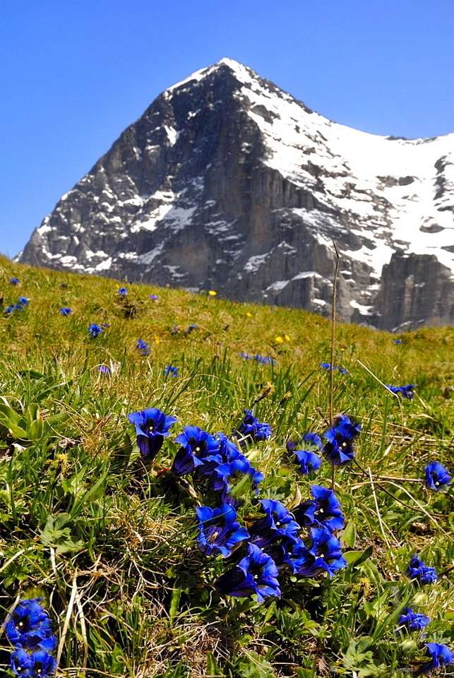 λουλούδια του βουνού παζλ online
