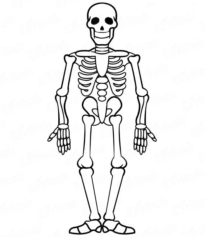 Skelett Pussel online