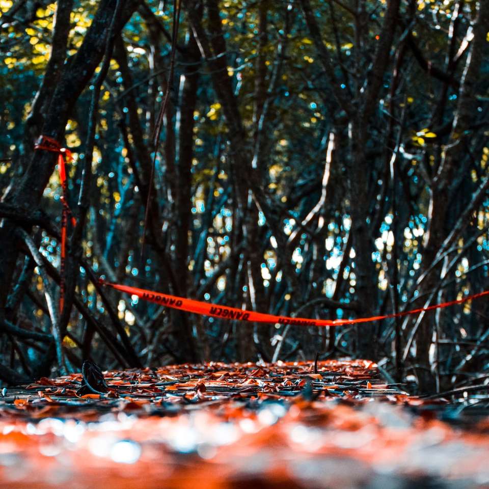 brauner Baumstamm mit roten Blättern am Boden Online-Puzzle